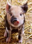 Baby Pig Baby Pig