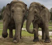 Elephants - slow and lumbering but full of character Elephants - slow and lumbering but full of character