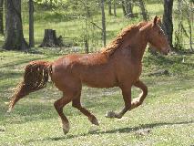 a horse galloping a horse galloping