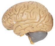 the human brain is excellent at recognising patterns the human brain is excellent at recognising patterns