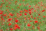 poppy field poppy field