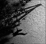 Max Richter: The Blue Notebooks album CD cover Max Richter: The Blue Notebooks album CD cover